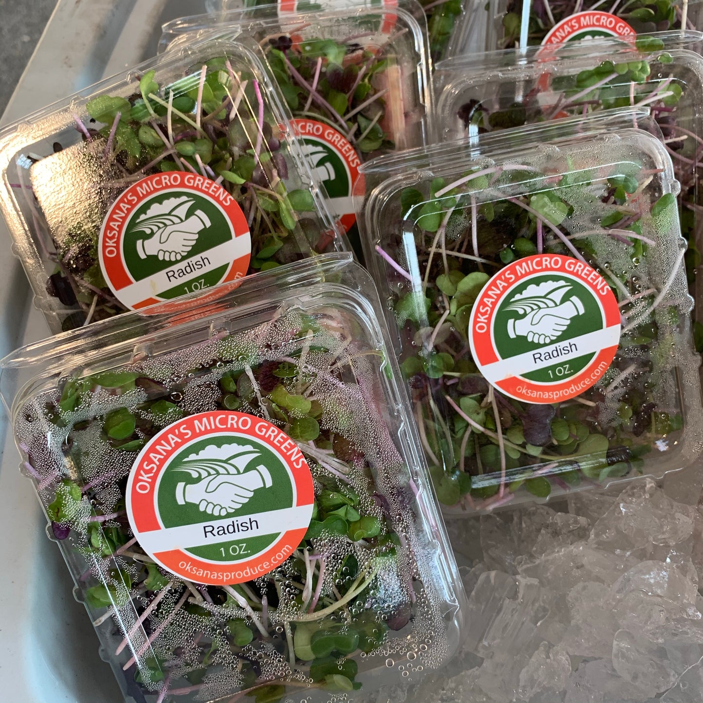 Radish microgreens