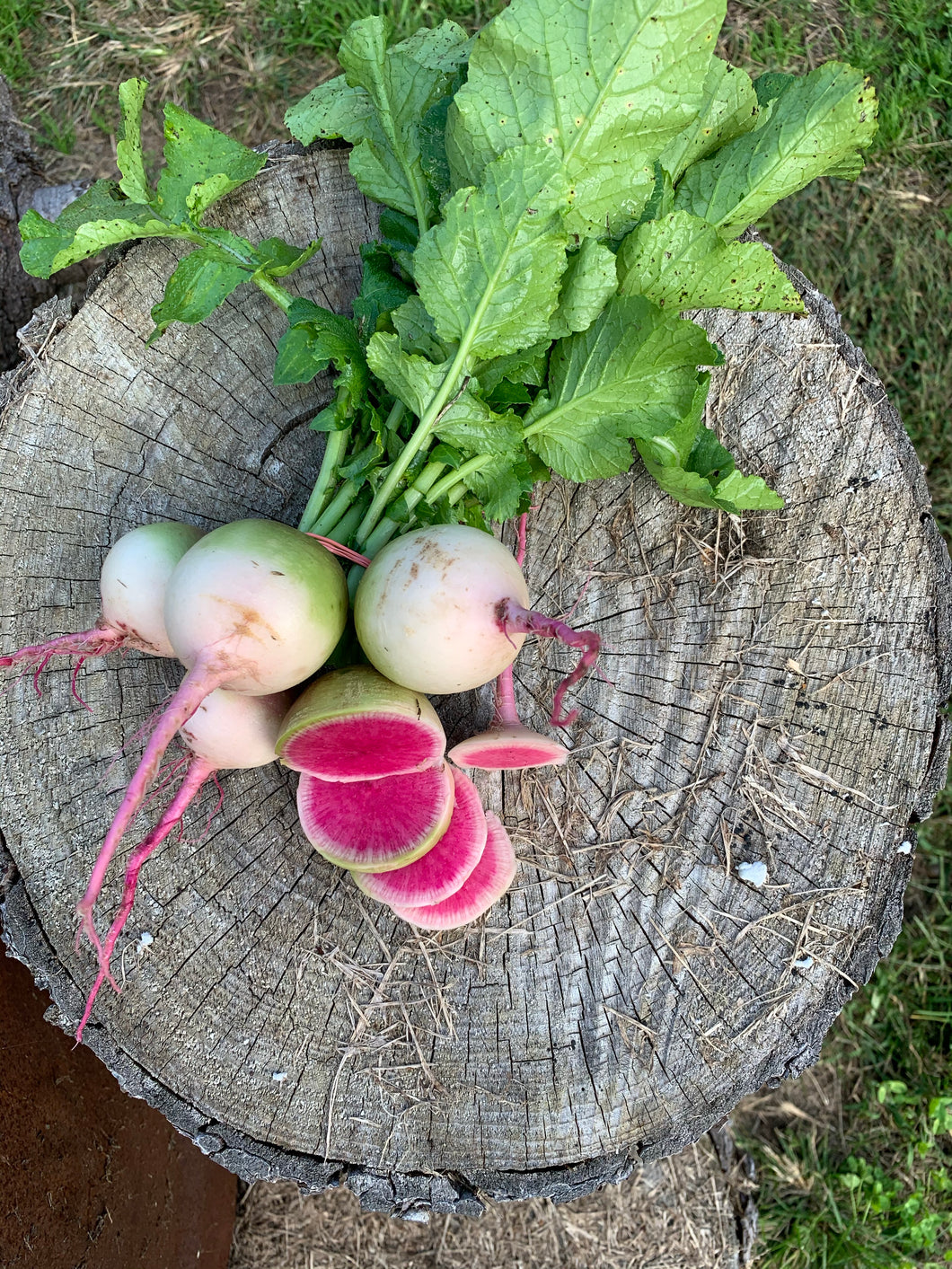 Radish